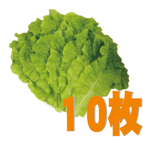 【冷蔵】つつみ菜・サンチュ・50枚(10枚×5)