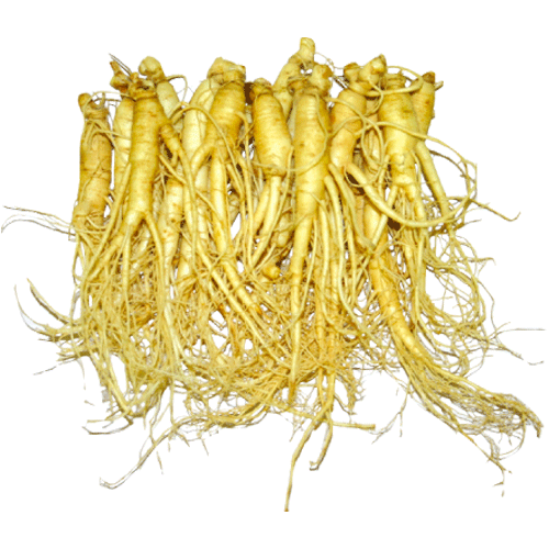 【冷凍】 生高麗人参 (水参) 100g